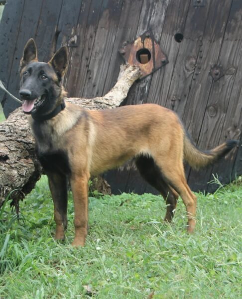 Belgian Mailinois: Royce