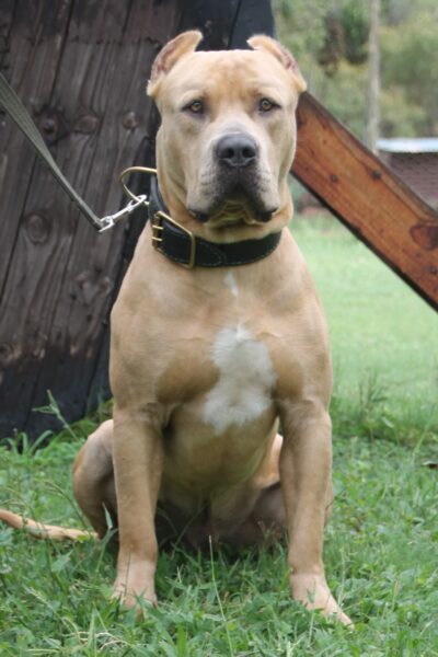 XL American Bully: Borka