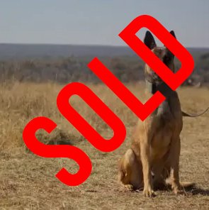 Belgian Malinois: Blade