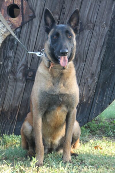 Belgian Malinois: Storm