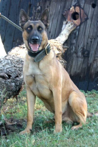 Belgian Malinois: Blade