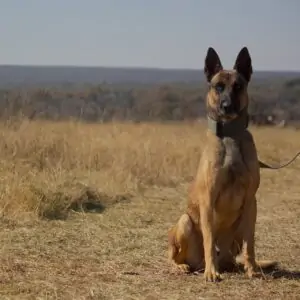 Belgian Malinois: Blade