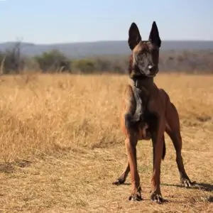 Belgian Malinois: Hero