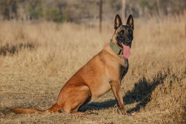 Belgian Malinois: Storm