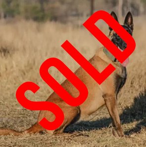 Belgian Malinois: Storm