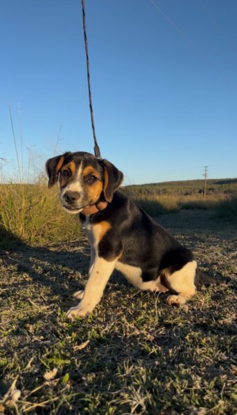 Fox Terrier Cross Females x4