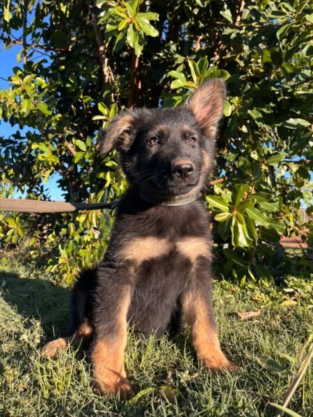 German Shepherd Female Bi-Color x2