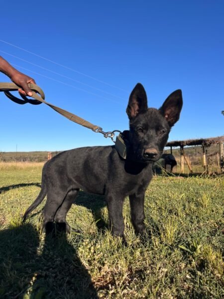 German Shepherd Female Black x2