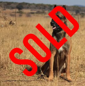 Belgian Malinois: Arrow