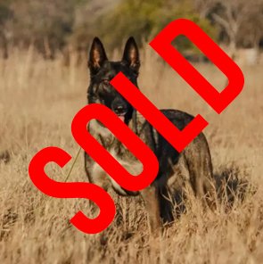 Belgian Malinois: Dakota