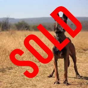 Belgian Malinois: Hero