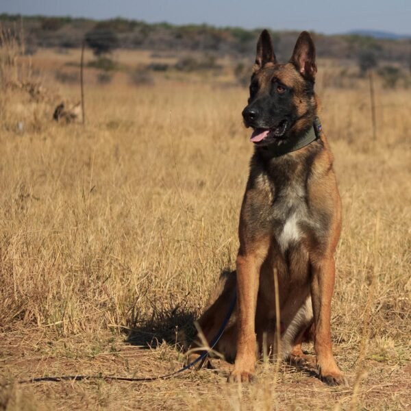 Belgian Malinois: Arrow