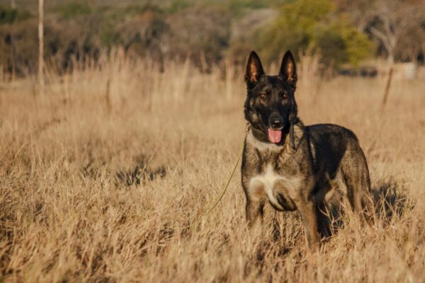 Belgian Malinois: Dakota