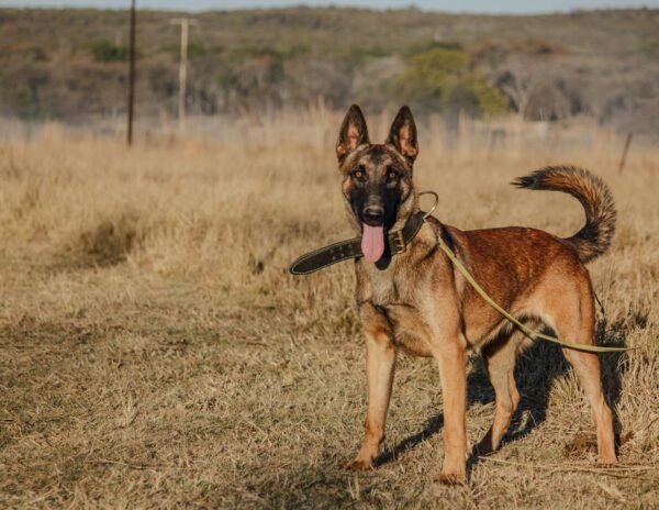 Belgian Malinois: Rousey