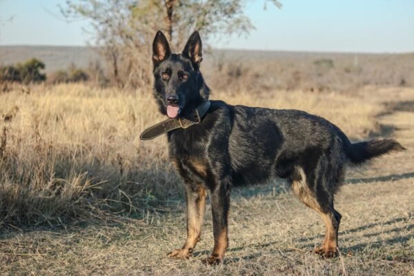 German Shepherd: Mauser