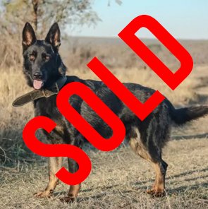 German Shepherd: Mauser