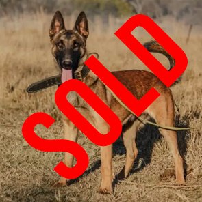 Belgian Malinois: Rousey
