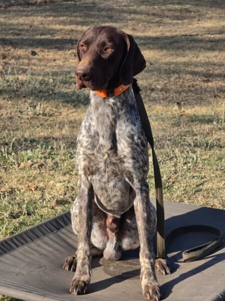 German Short Haired Pointer: Gunner
