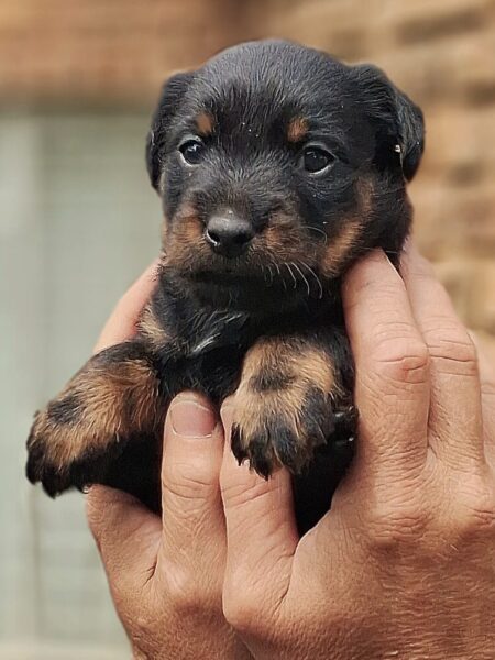 German Jagt Terriers: 2 x Female • 2 x Male
