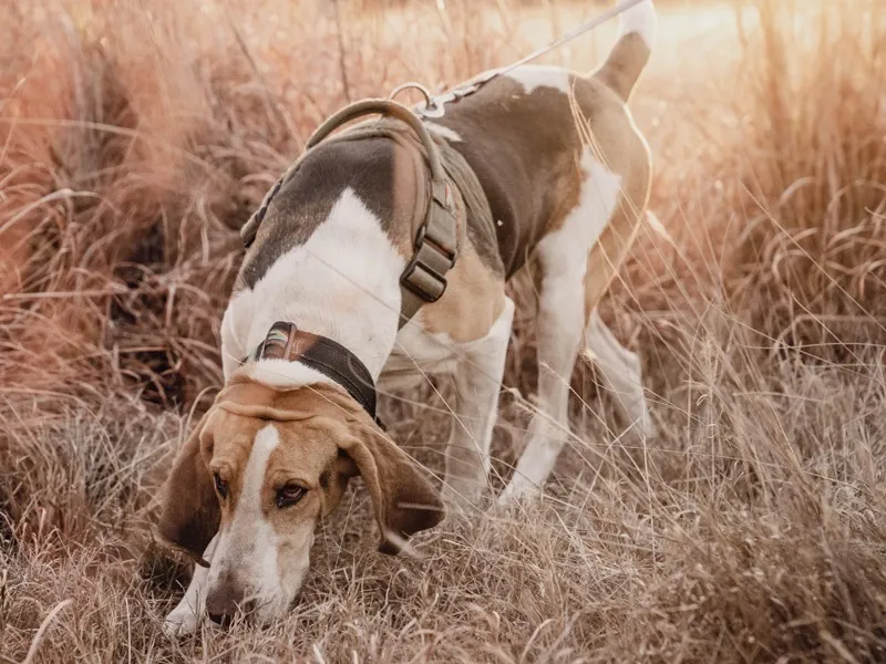Hound in a tracking harness following a scent through dry grass