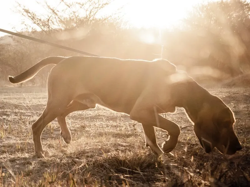 Tracking dog following a scent trail through grass at sunrise