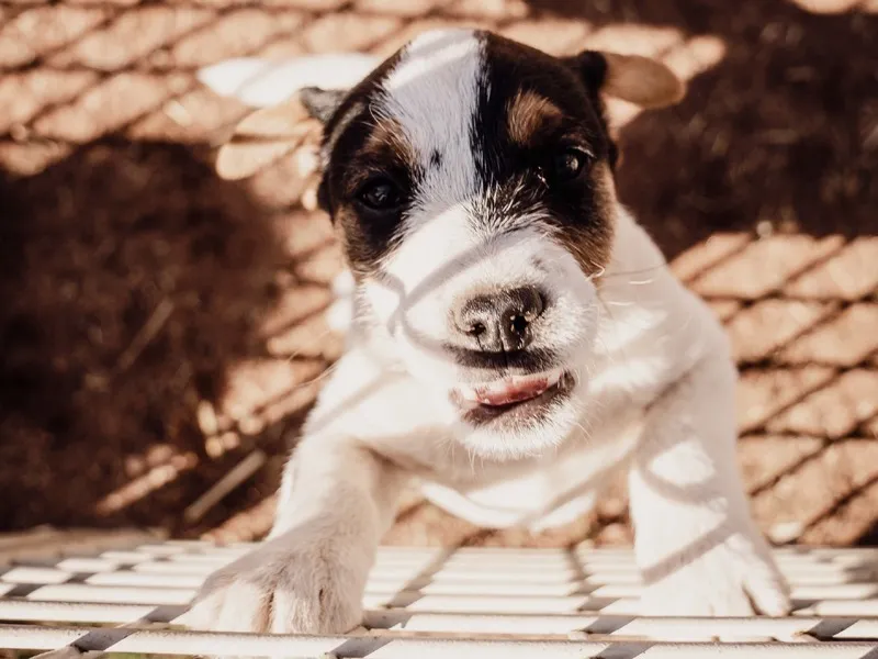 Jack Russell terrier puppy lying on a wooden deck