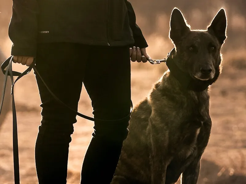 Handler walking a brindle Dutch Shepherd on a lead