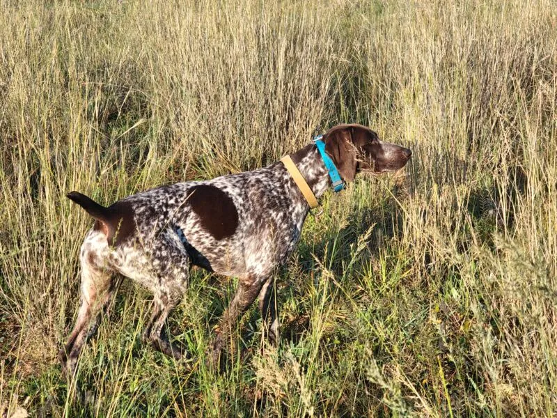 German Shorthaired Pointer working through long grass